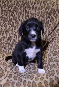 Маленьке диво шукає свій дім