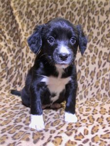 Маленьке диво шукає свій дім