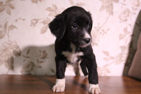 Дружня компаньйонка