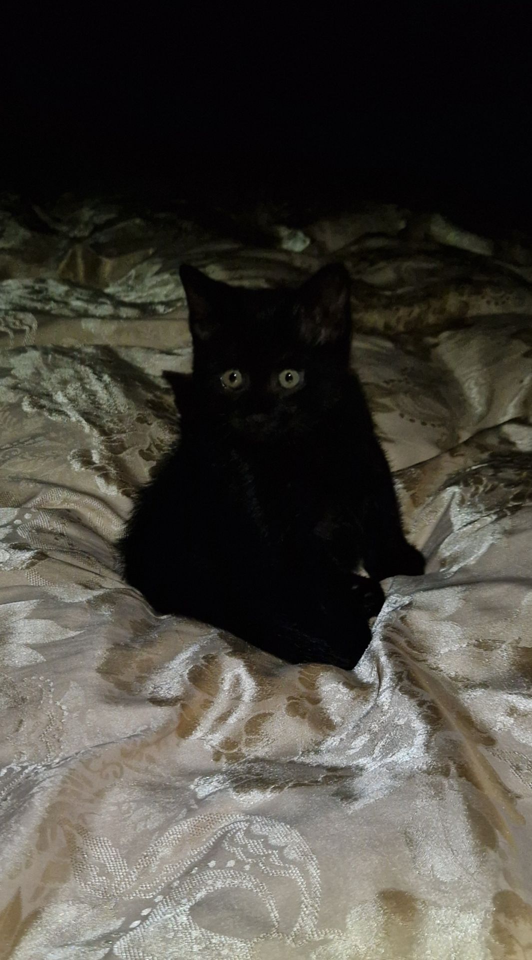 Чорне Норкове Кошеня вік 2 місяці