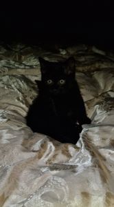 Дуже Крупне Чорне Норкове Кошеня вік 2 місяці