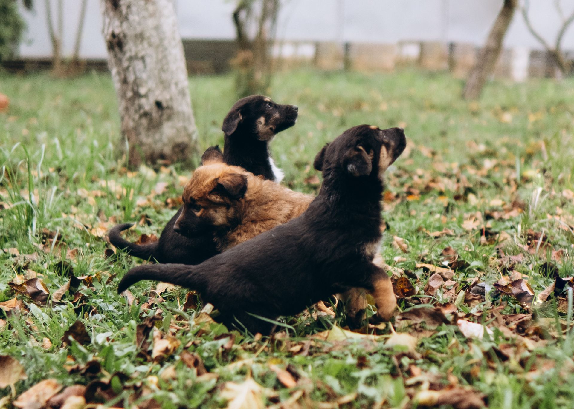 Цуценята шукають дім 🤍