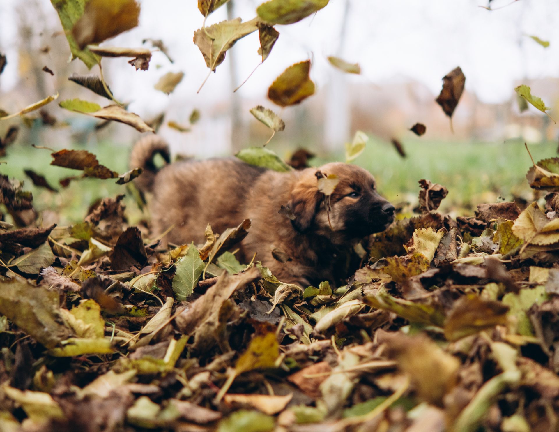 Цуценята шукають дім 🤍