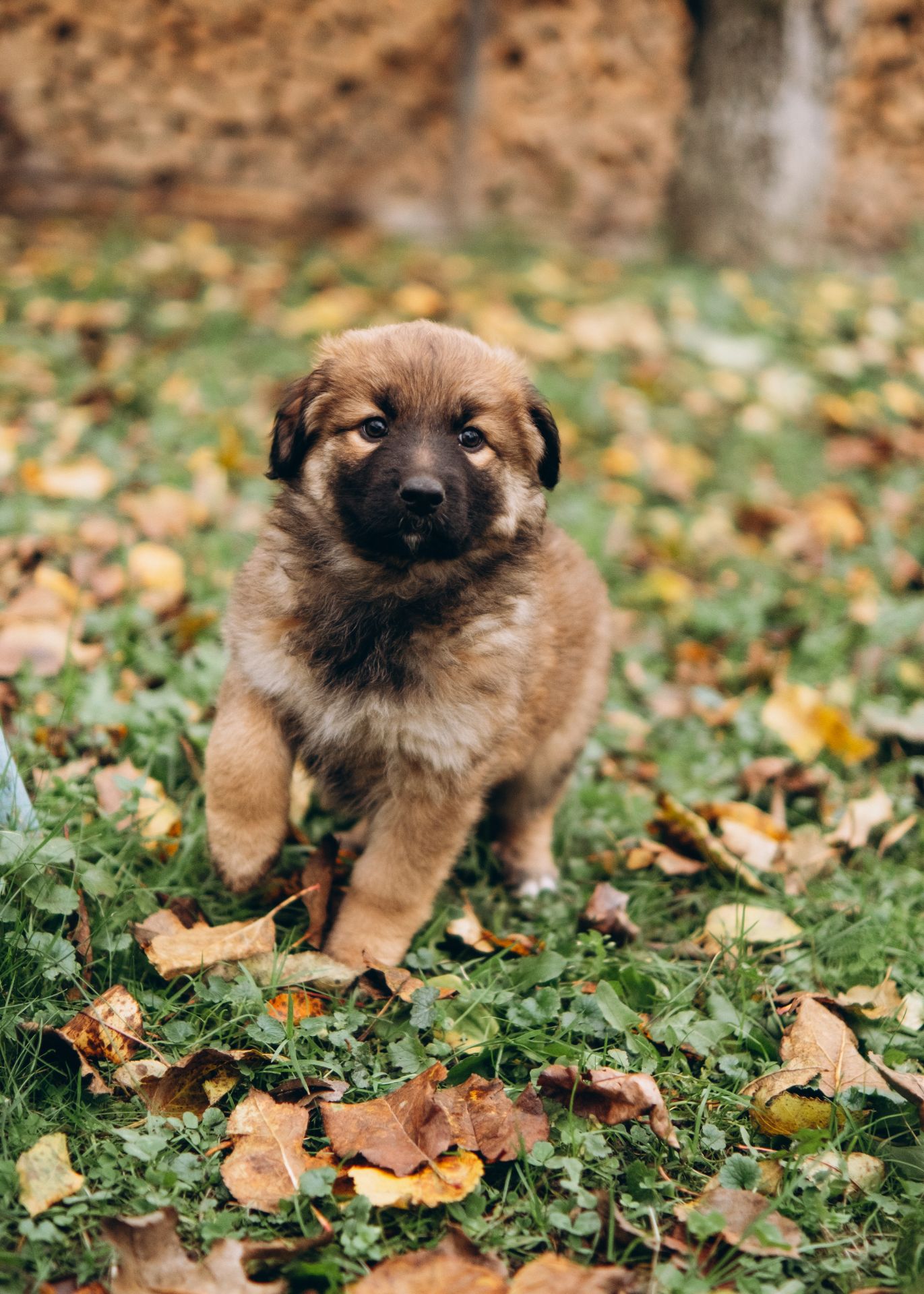 Цуценята шукають дім 🤍