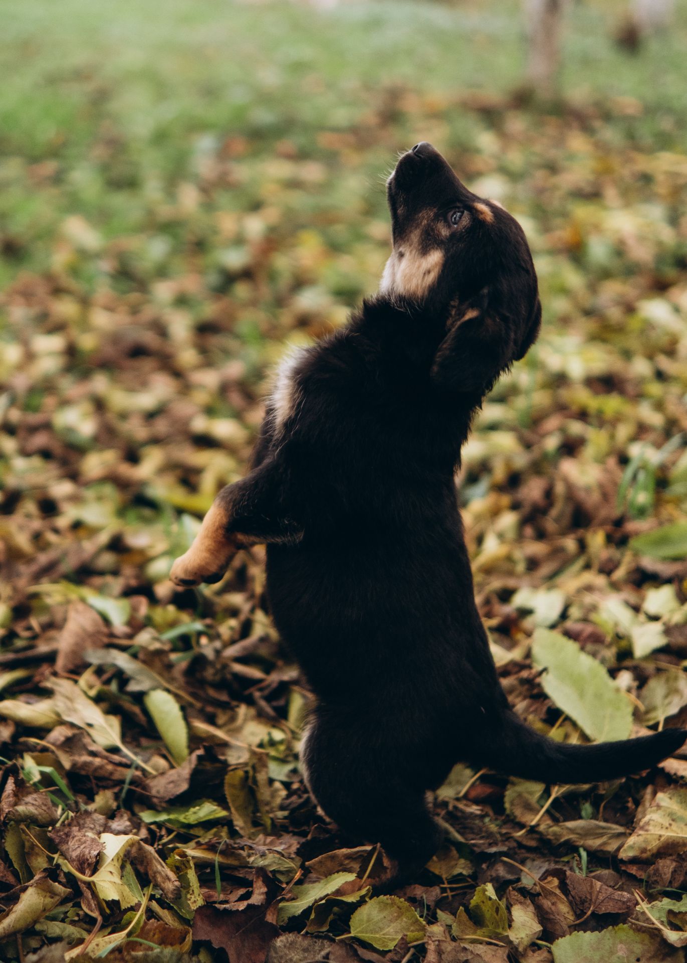Цуценята шукають дім 🤍