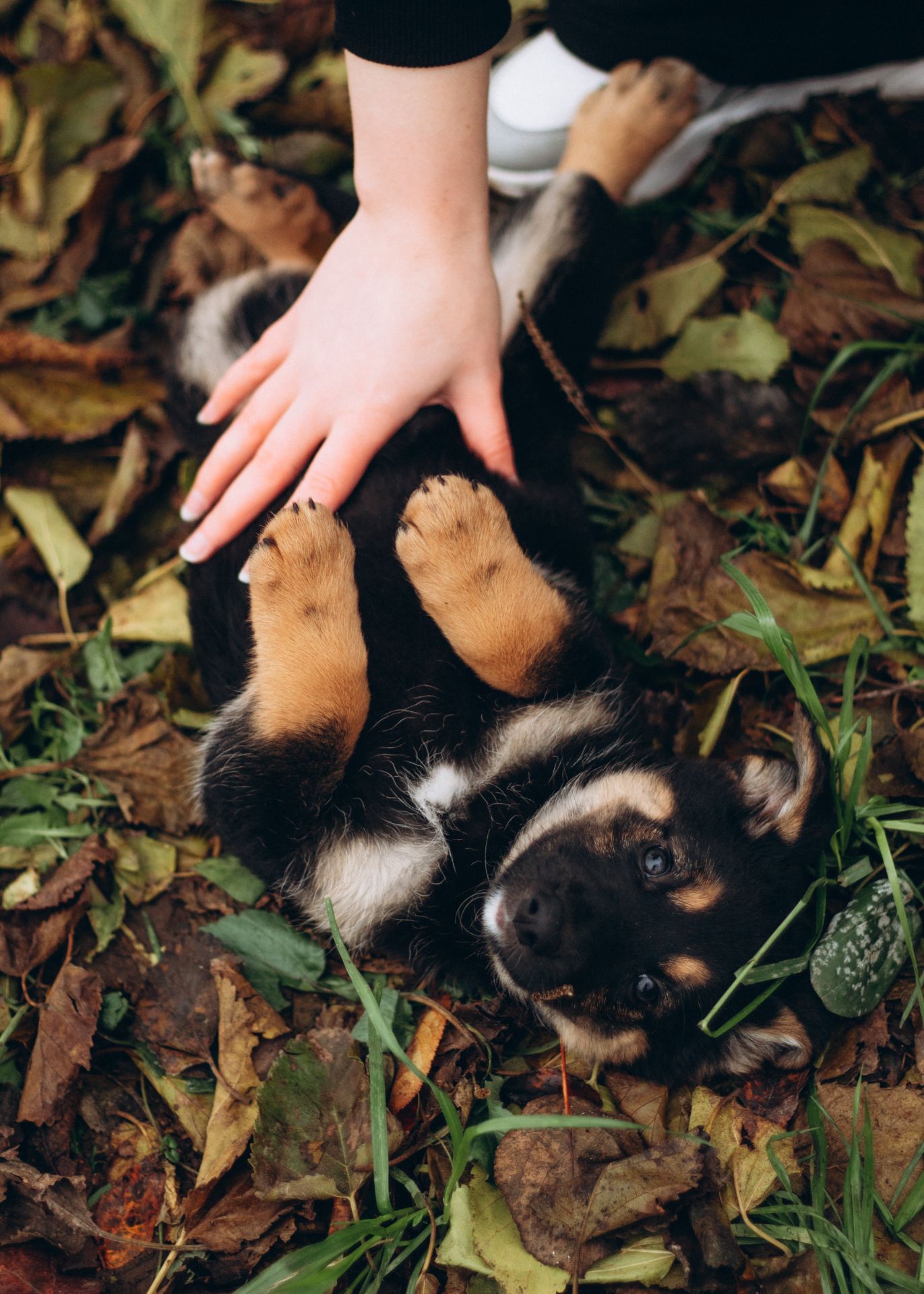 Цуценята шукають дім 🤍