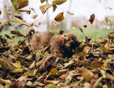 Цуценята шукають дім 🤍