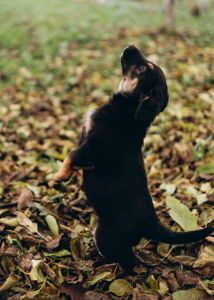 Цуценята шукають дім 🤍