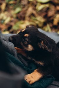 Цуценята шукають дім 🤍