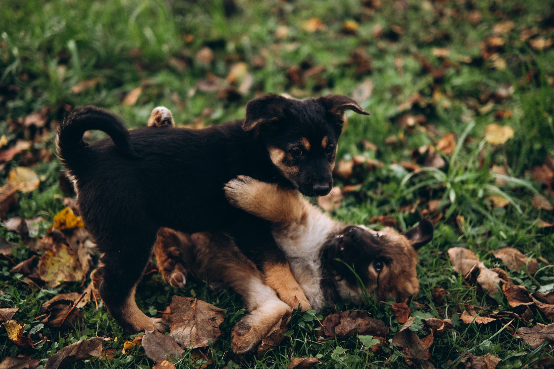 Цуценята шукають дім 🤍