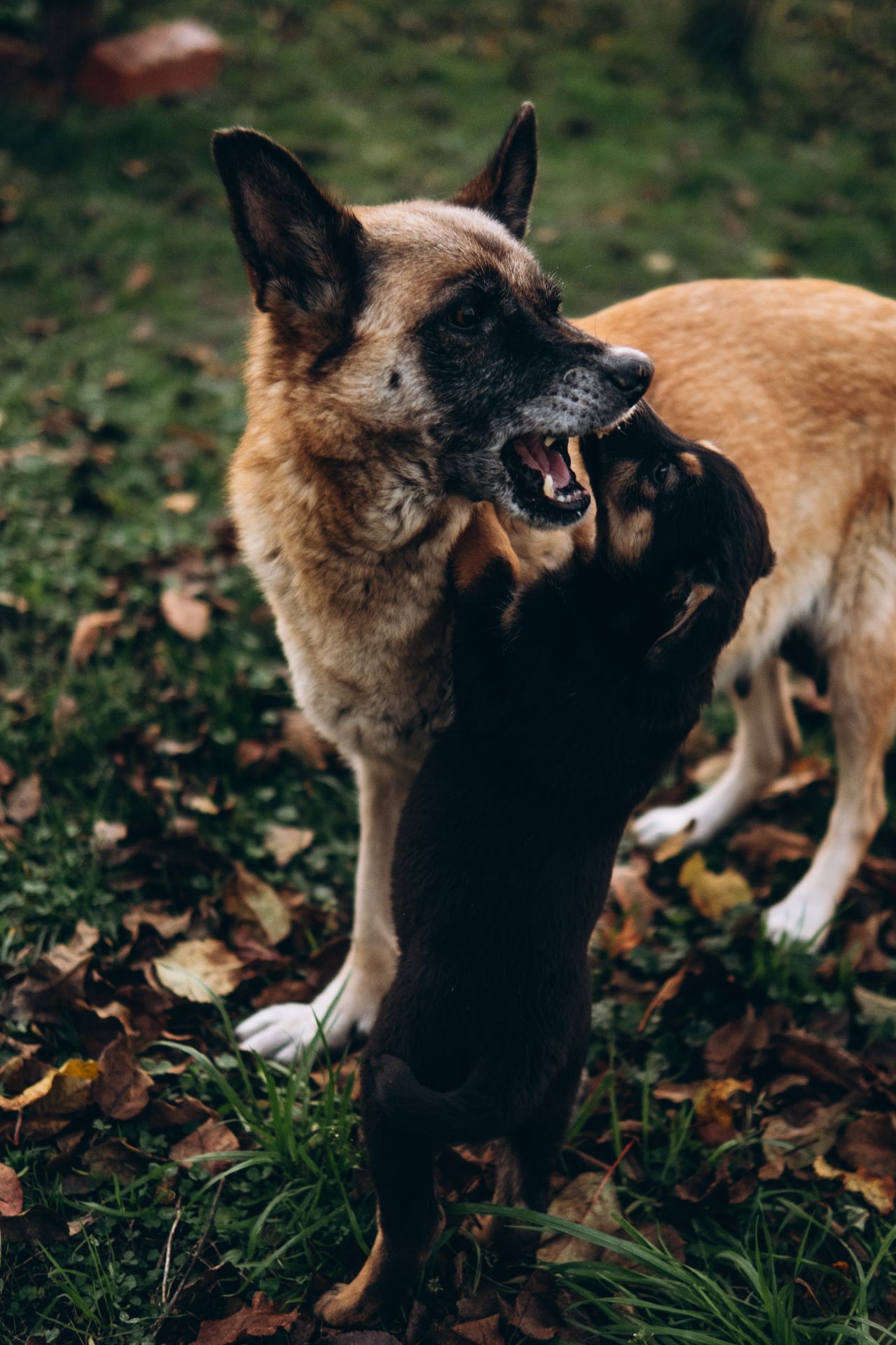 Цуценята шукають дім 🤍