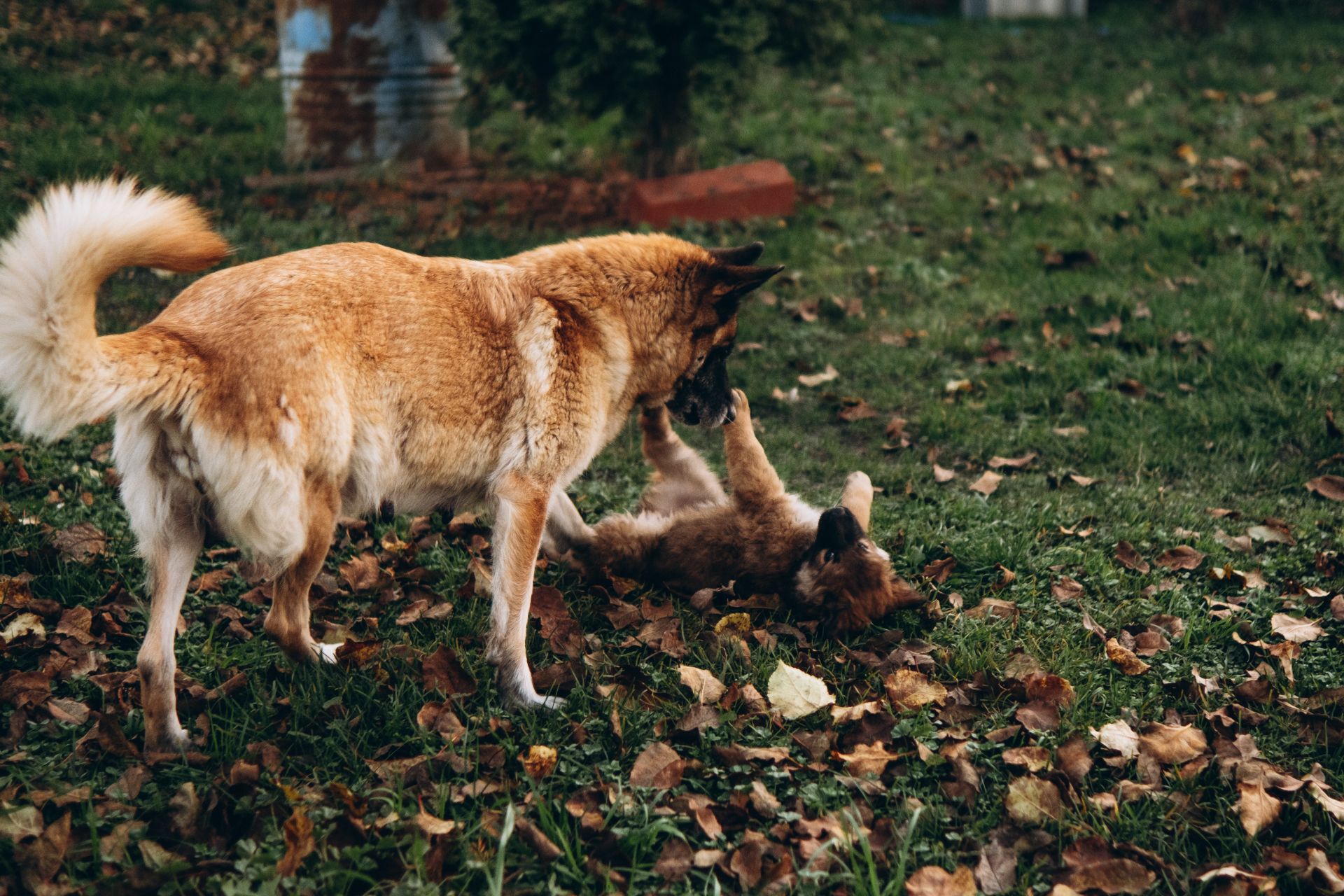 Цуценята шукають дім 🤍