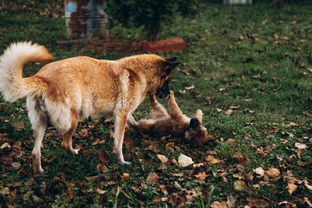 Цуценята шукають дім 🤍