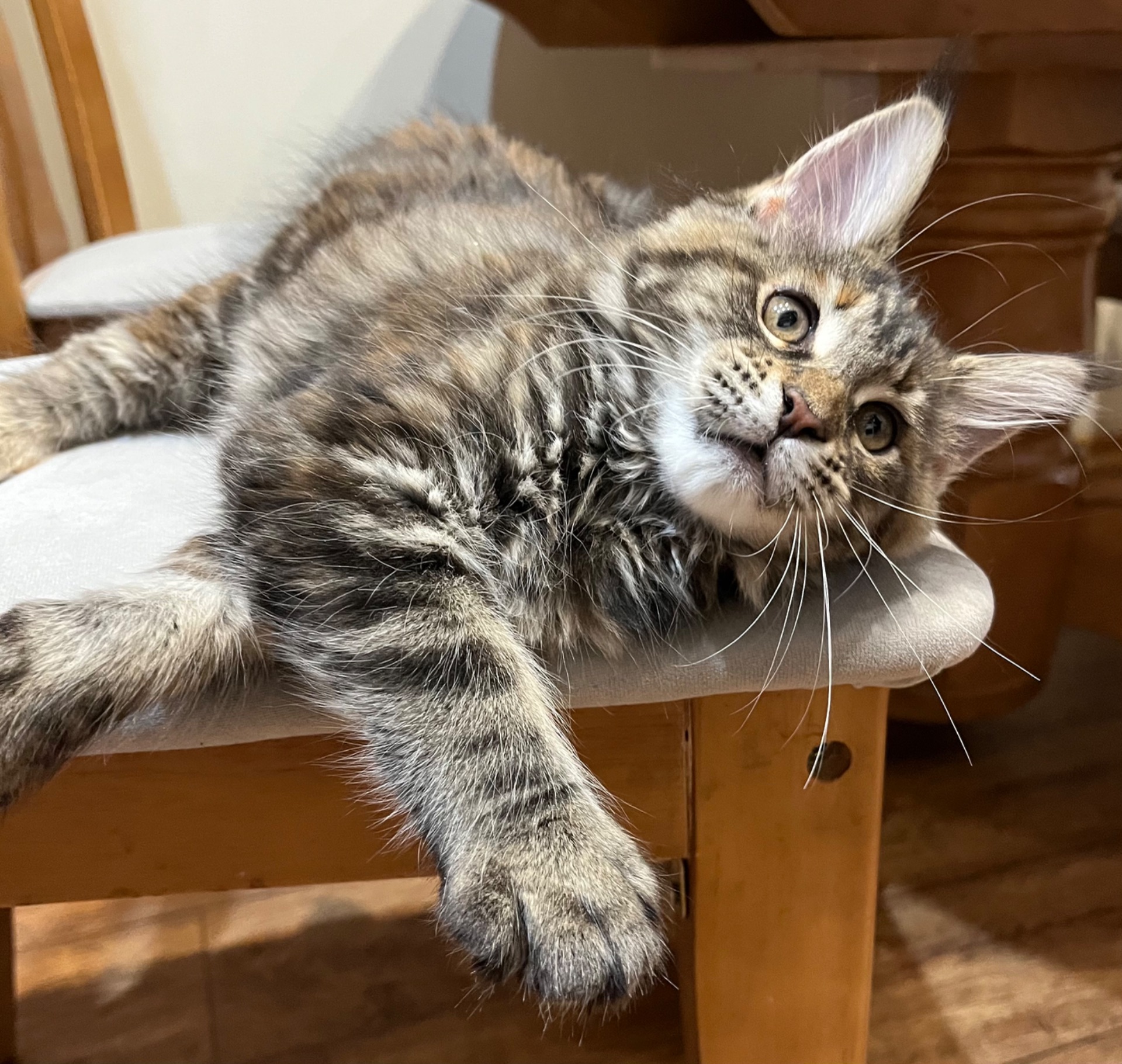 Кошеня Мейн-кун дівчинка