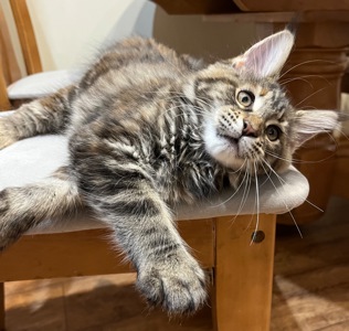 Кошеня Мейн-кун дівчинка