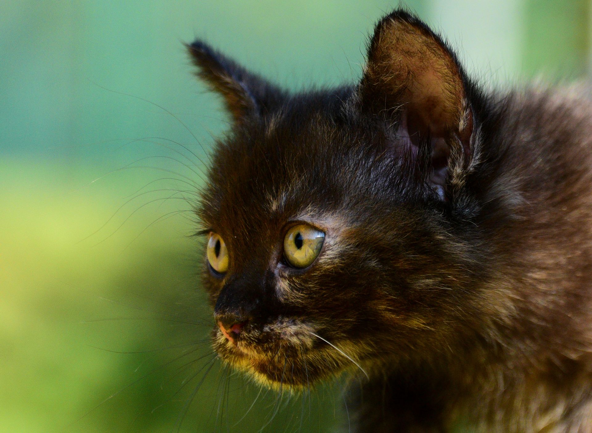 Тендітне ніжне Балуване ласкаве шоколадне кошеня