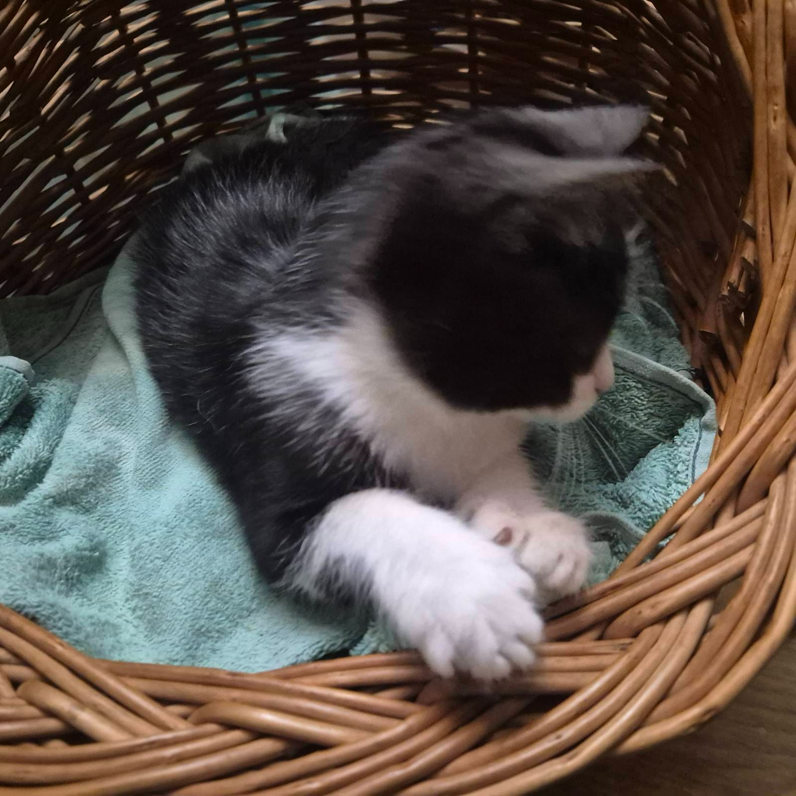 Милые домашние котята