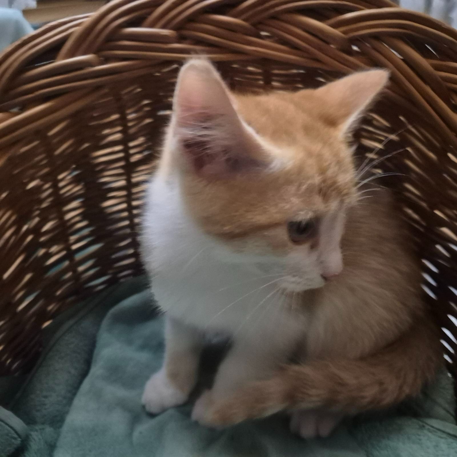 Милые домашние котята