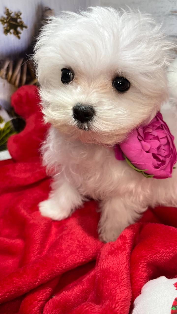 Чистокровні хлопчики та дівчатка мальтійської болонки