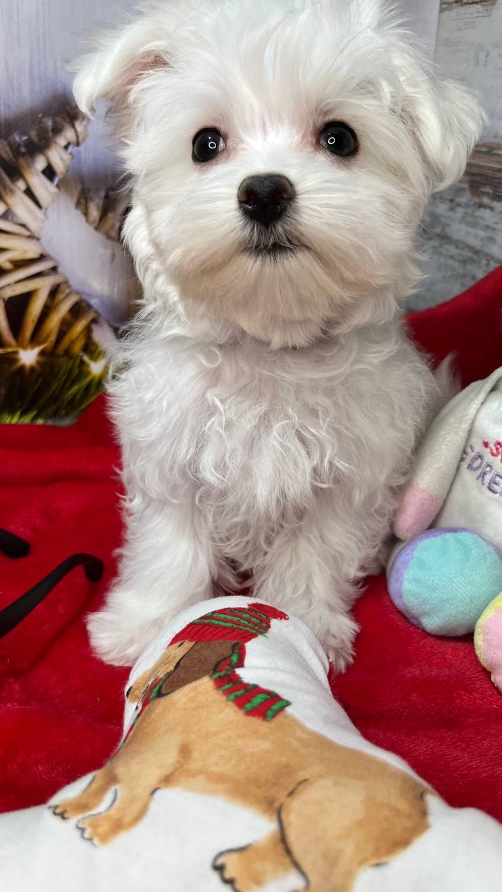 Чистокровні хлопчики та дівчатка мальтійської болонки