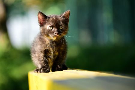 Тендітне ніжне Балуване ласкаве шоколадне кошеня