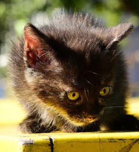 Тендітне ніжне Балуване ласкаве шоколадне кошеня