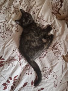 Тендітне ніжне Балуване ласкаве шоколадне кошеня