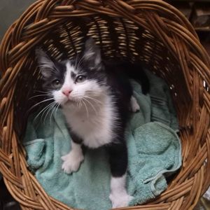 Милые домашние котята