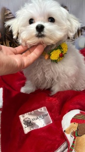 Чистокровні хлопчики та дівчатка мальтійської болонки