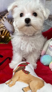 Чистокровні хлопчики та дівчатка мальтійської болонки