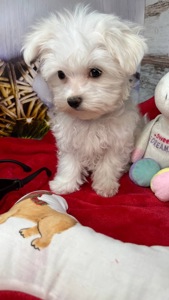 Чистокровні хлопчики та дівчатка мальтійської болонки