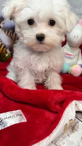 Чистокровні хлопчики та дівчатка мальтійської болонки