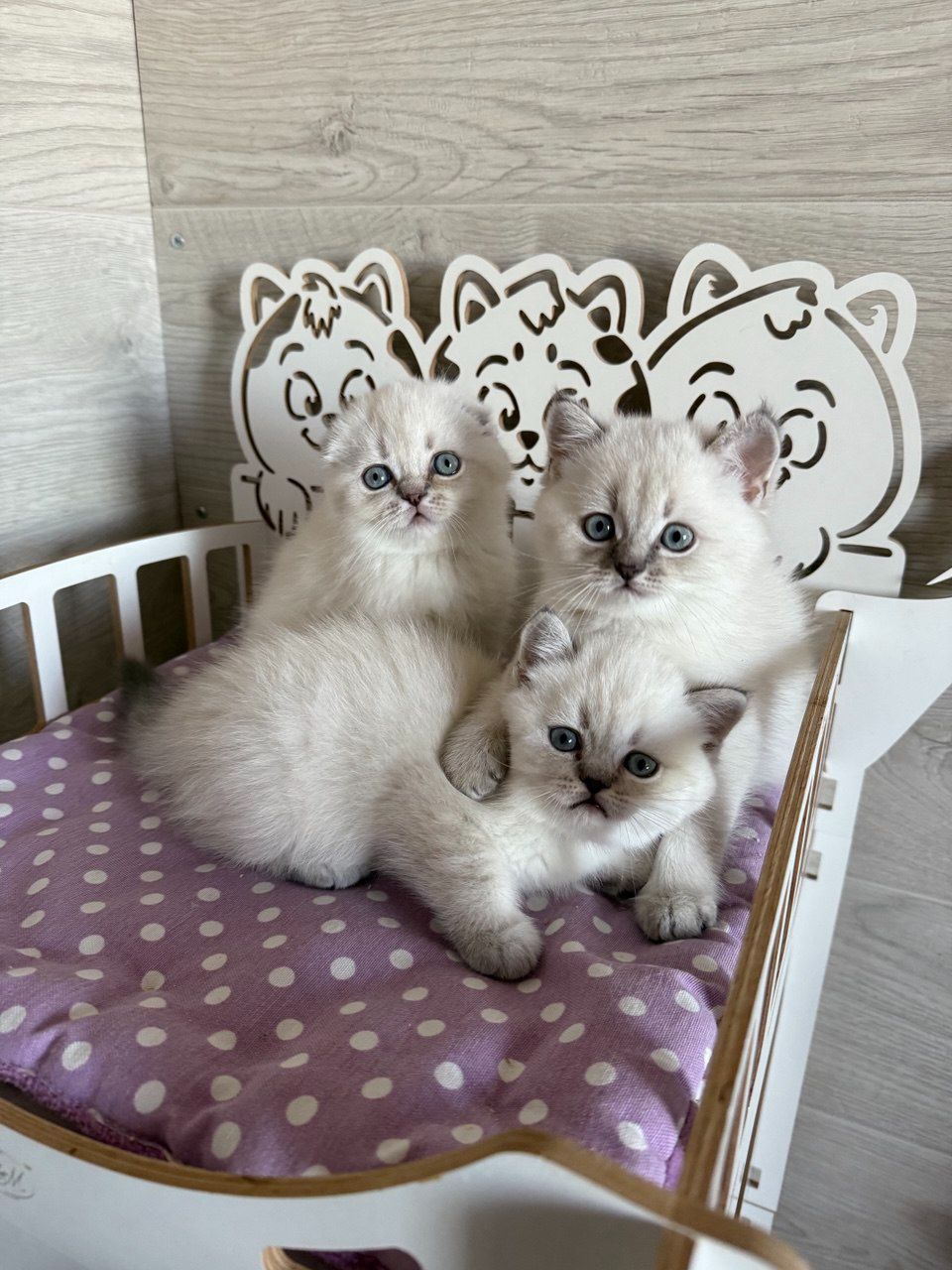 Котята шотландские поинт Scottish Scottish fold