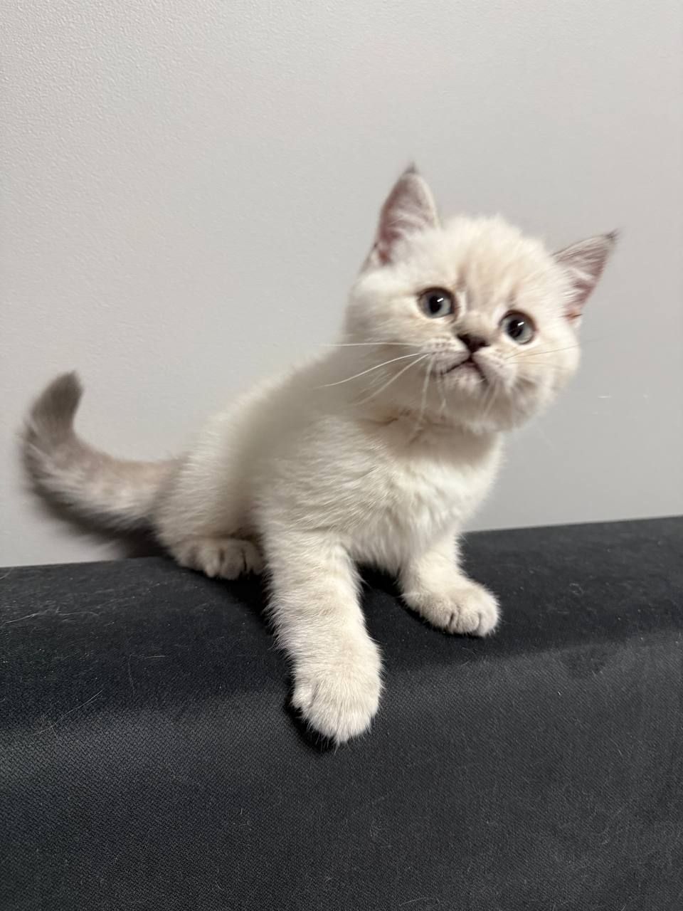 Котята шотландские поинт Scottish Scottish fold