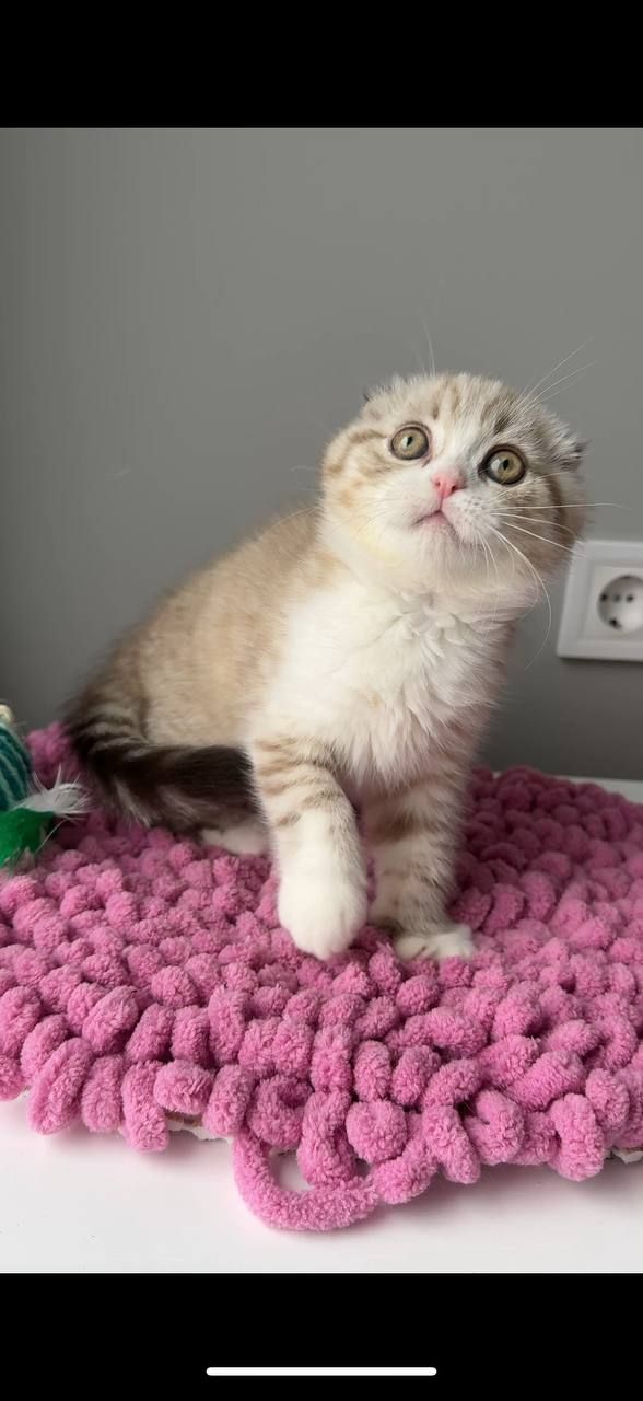 Scottish Fold кошенятко