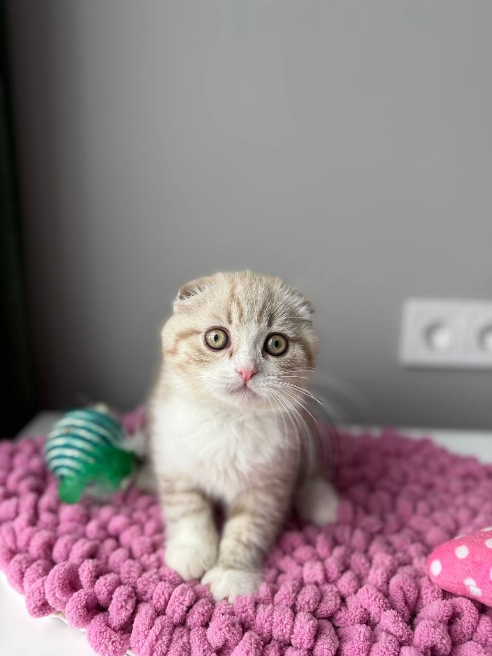 Scottish Fold кошенятко