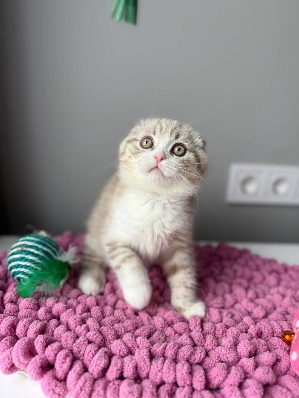 Scottish Fold кошенятко