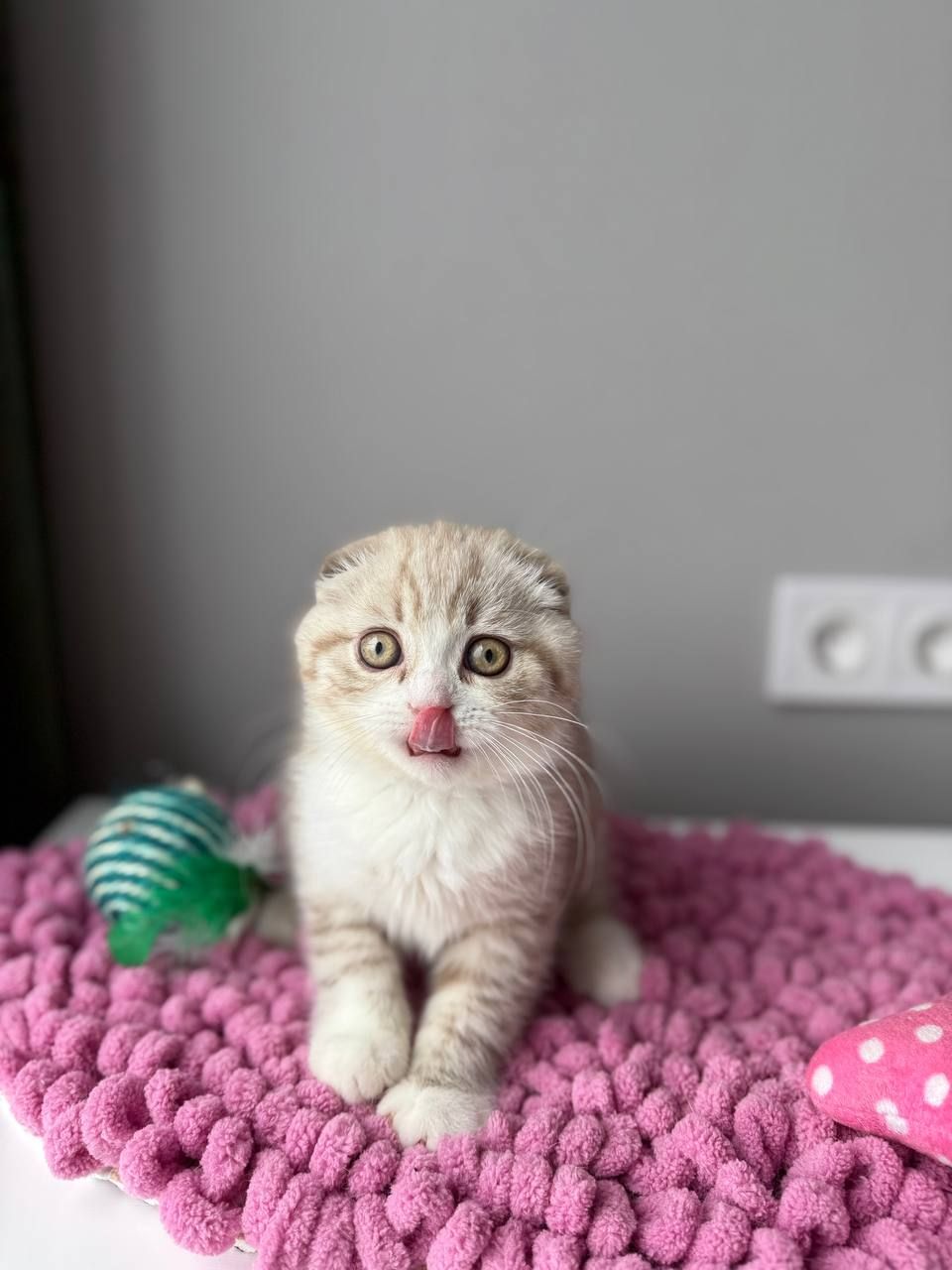 Scottish Fold кошенятко