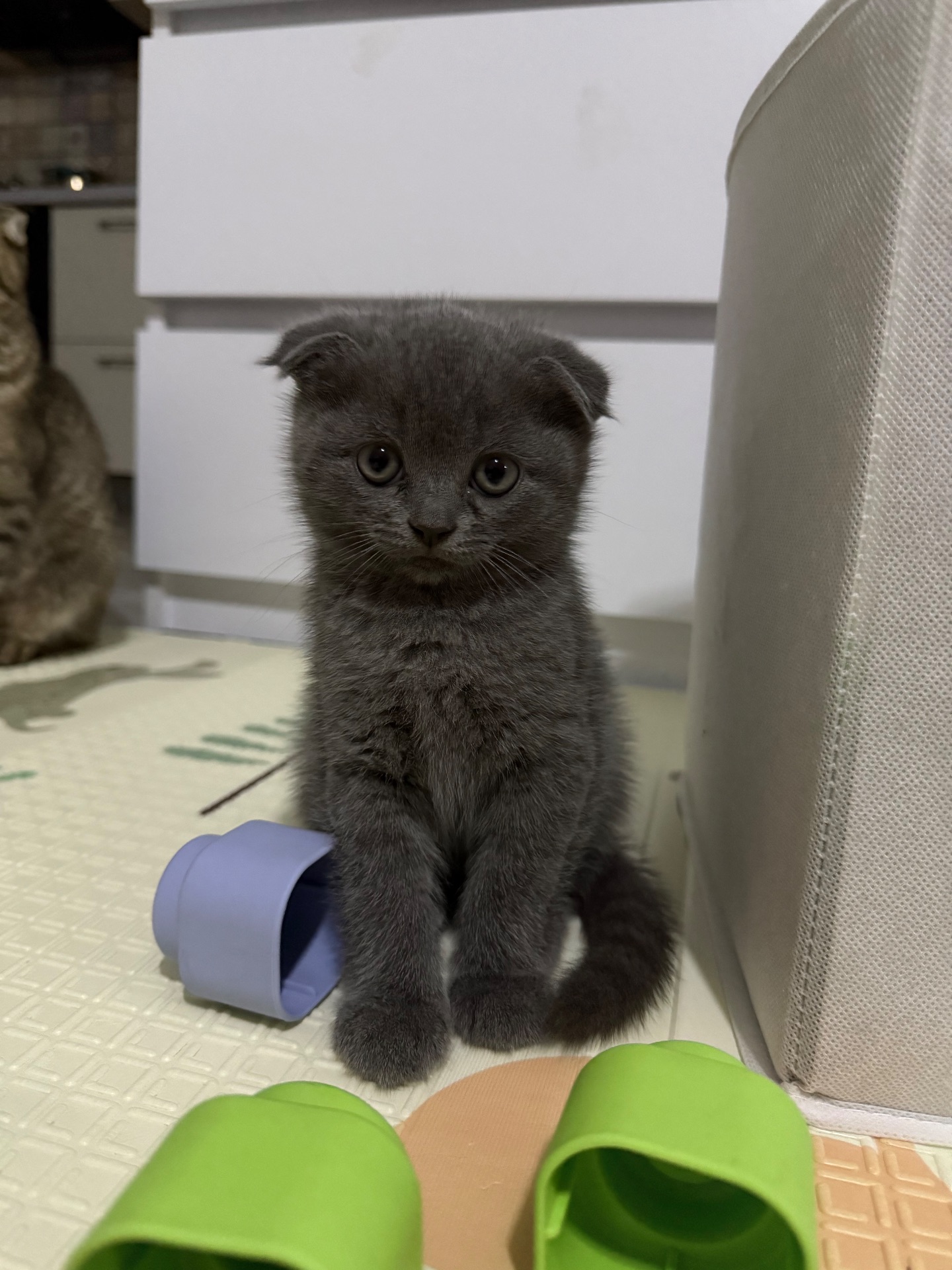 Кошеня шукає люблячу сімʼю