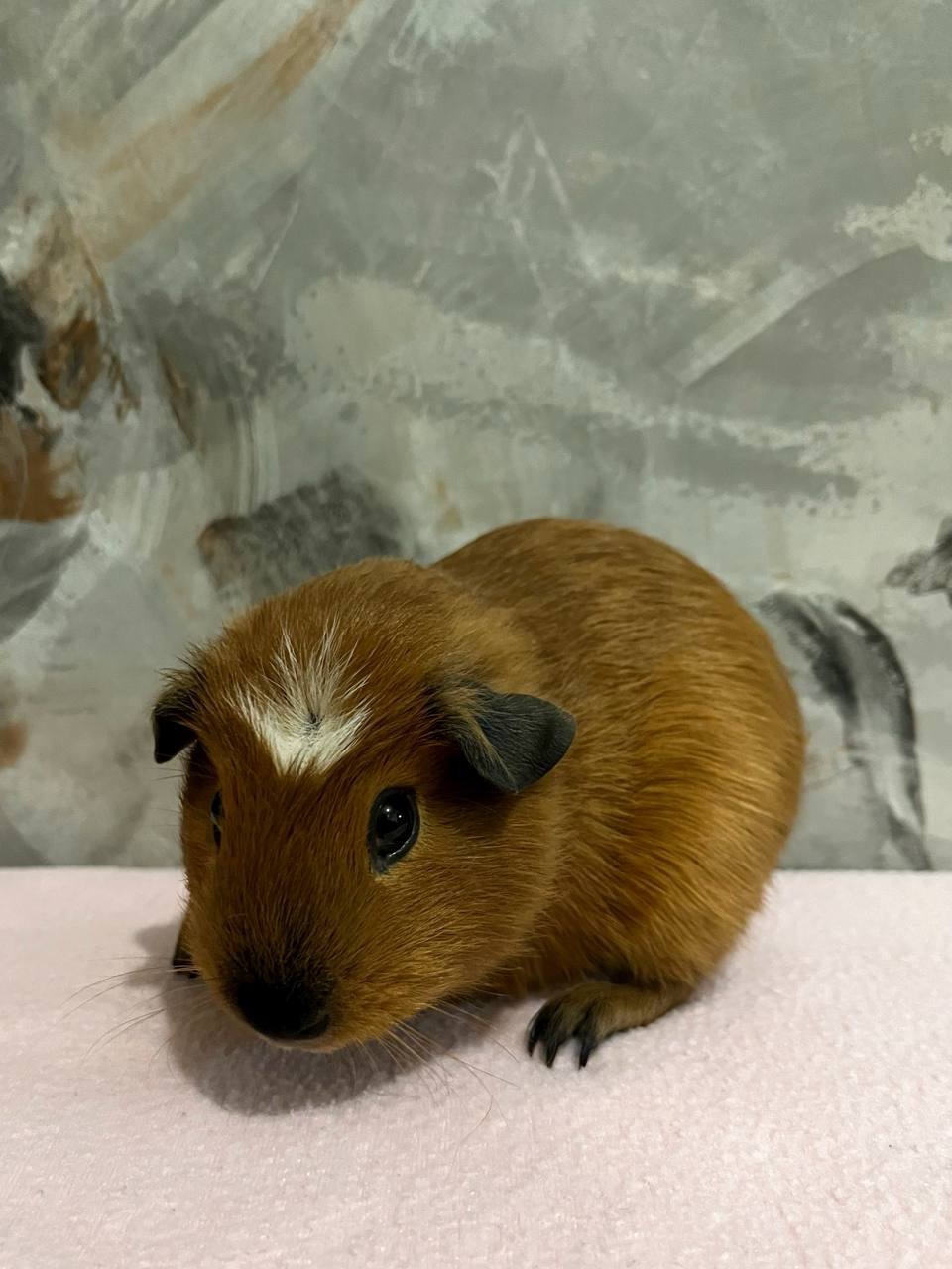 Американський крестед з окрасом Каліфорнія