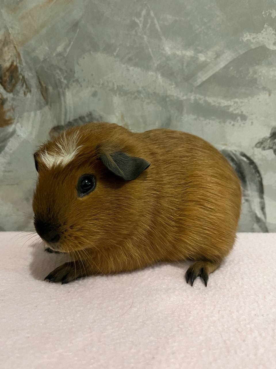 Американський крестед з окрасом Каліфорнія