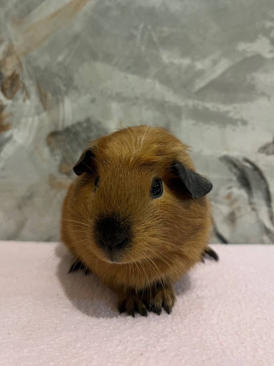 Дівчинка американський крестед з окрасом Каліфорнія