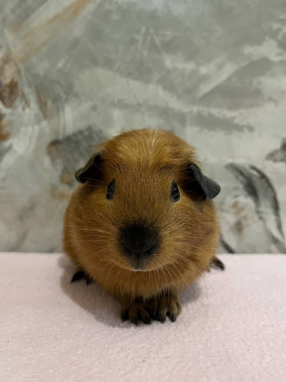 Дівчинка американський крестед з окрасом Каліфорнія