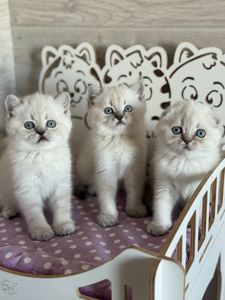 Котята шотландские поинт Scottish Scottish fold