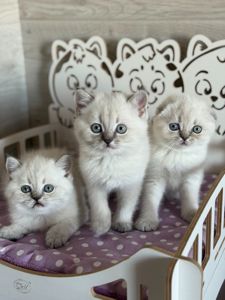 Котята шотландские поинт Scottish Scottish fold