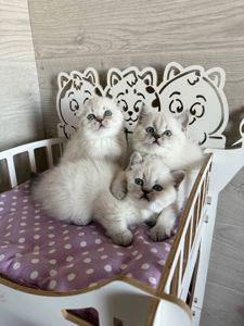 Котята шотландские поинт Scottish Scottish fold