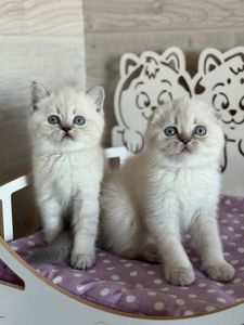 Котята шотландские поинт Scottish Scottish fold