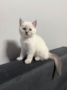 Котята шотландские поинт Scottish Scottish fold