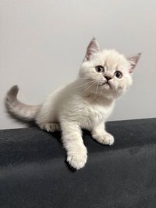 Котята шотландские поинт Scottish Scottish fold