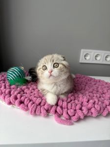 Scottish Fold кошенятко